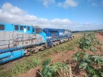 RUMO 9877